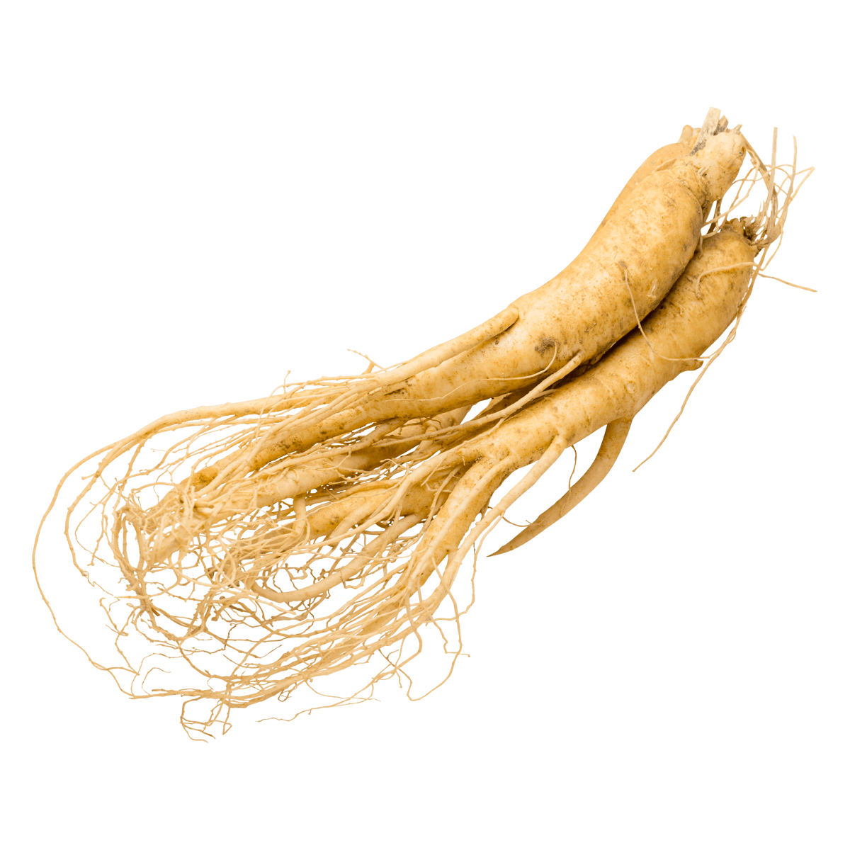 Ginseng